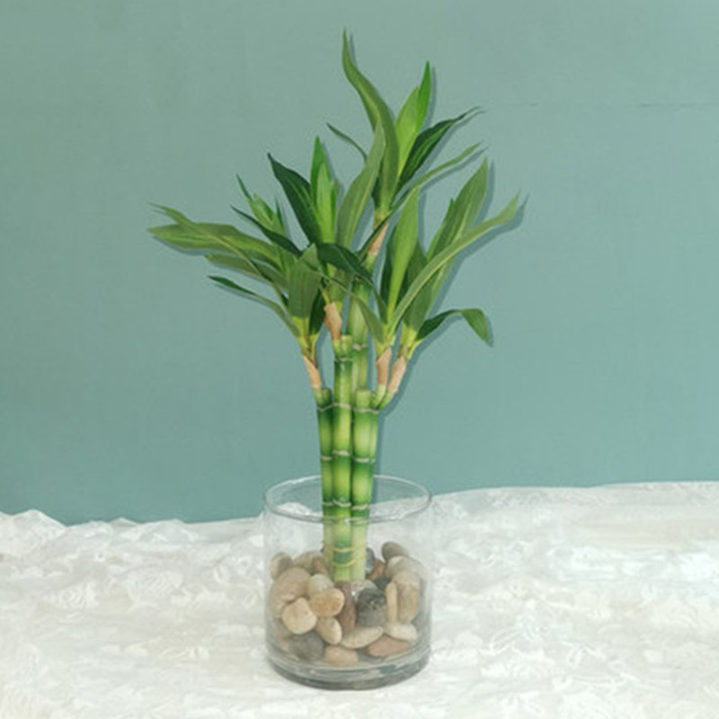 Aquarium Plant In Pot - Yeni 40 cm rFtificial Şanslı Bambu