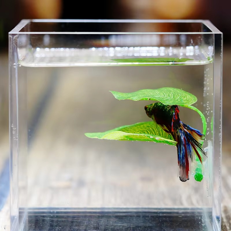 Planted Aquarium For Betta - Betta Balığı Dinlenme Yeri Akvaryum Yaprak