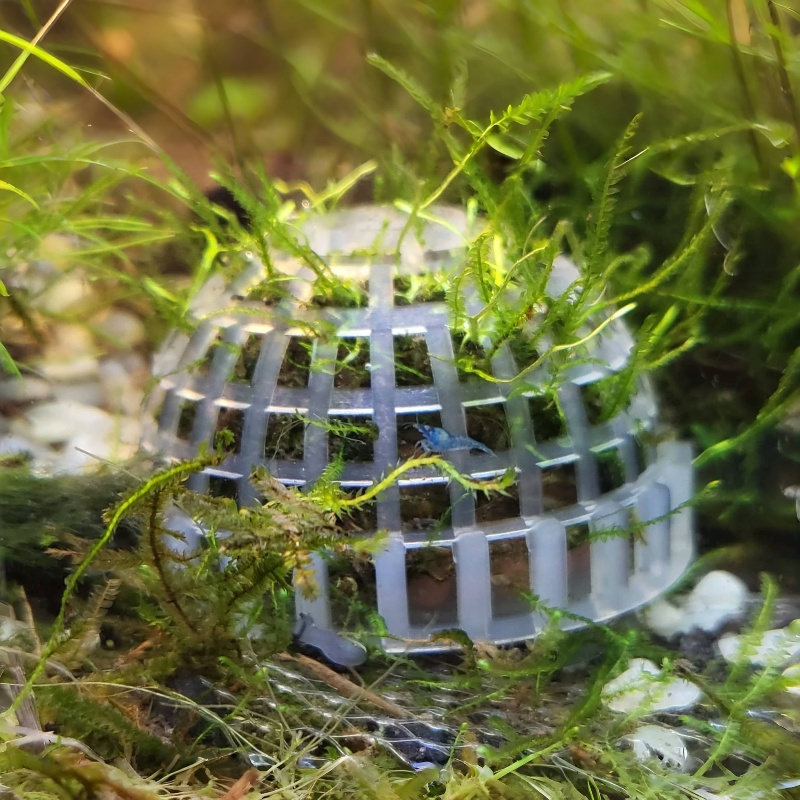 Planted Aquarium Models - 2 adet Akvaryum Yosun Topu Tutucu,