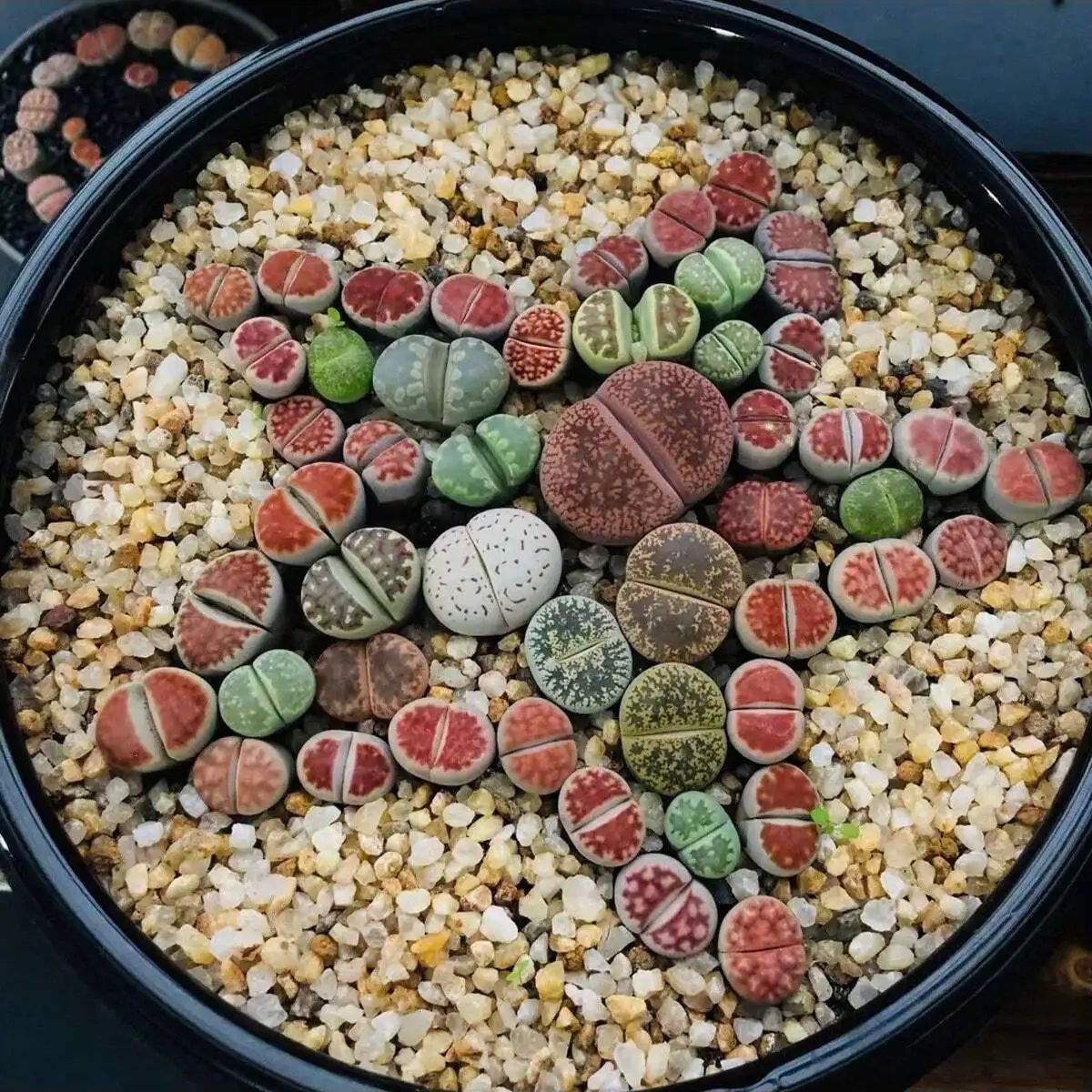 1 adet-250g Doğal Kristaller ç - Planted Aquarium With Gravel incelemesi ve fiyatı