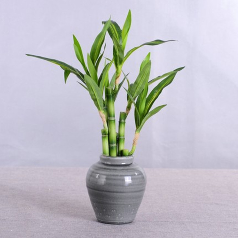 Yeni 40 cm rFtificial Şanslı B - Aquarium Plant In Pot incelemesi ve fiyatı