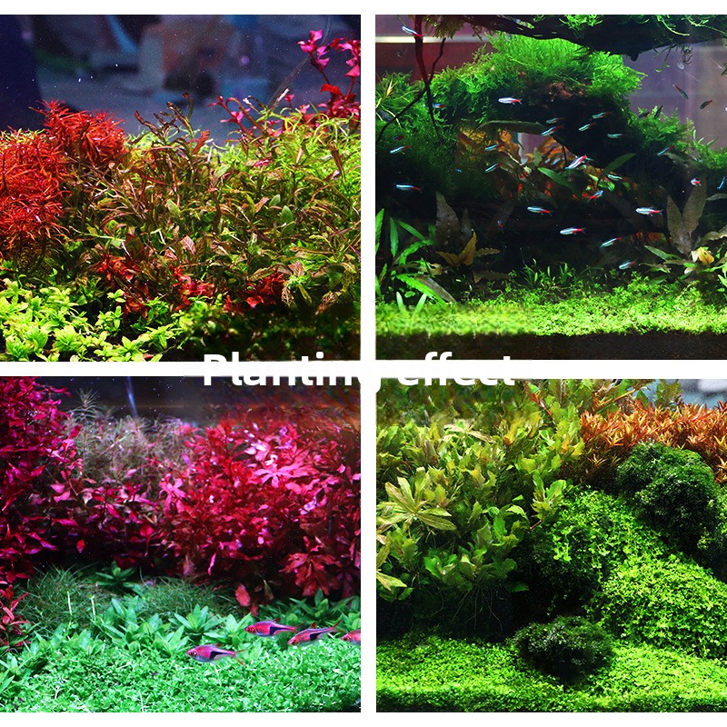 SYSENCIAGA Dikilmiş Akvaryum S - Planted Aquarium With Gravel incelemesi ve fiyatı