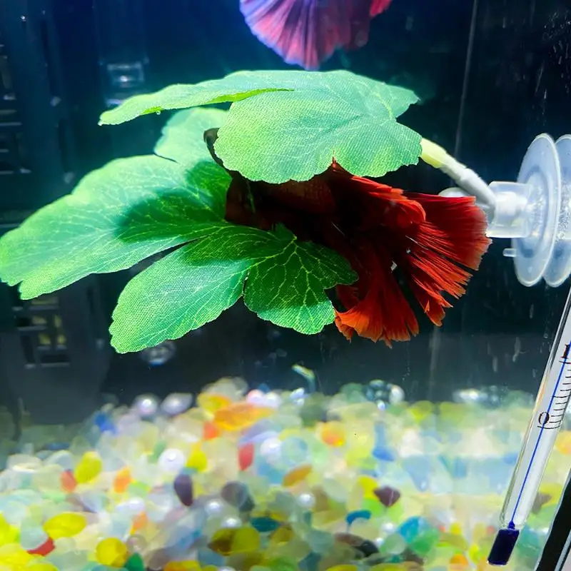 Betta Balığı Yaprak Hamağı Akv - Planted Aquarium For Betta incelemesi ve fiyatı