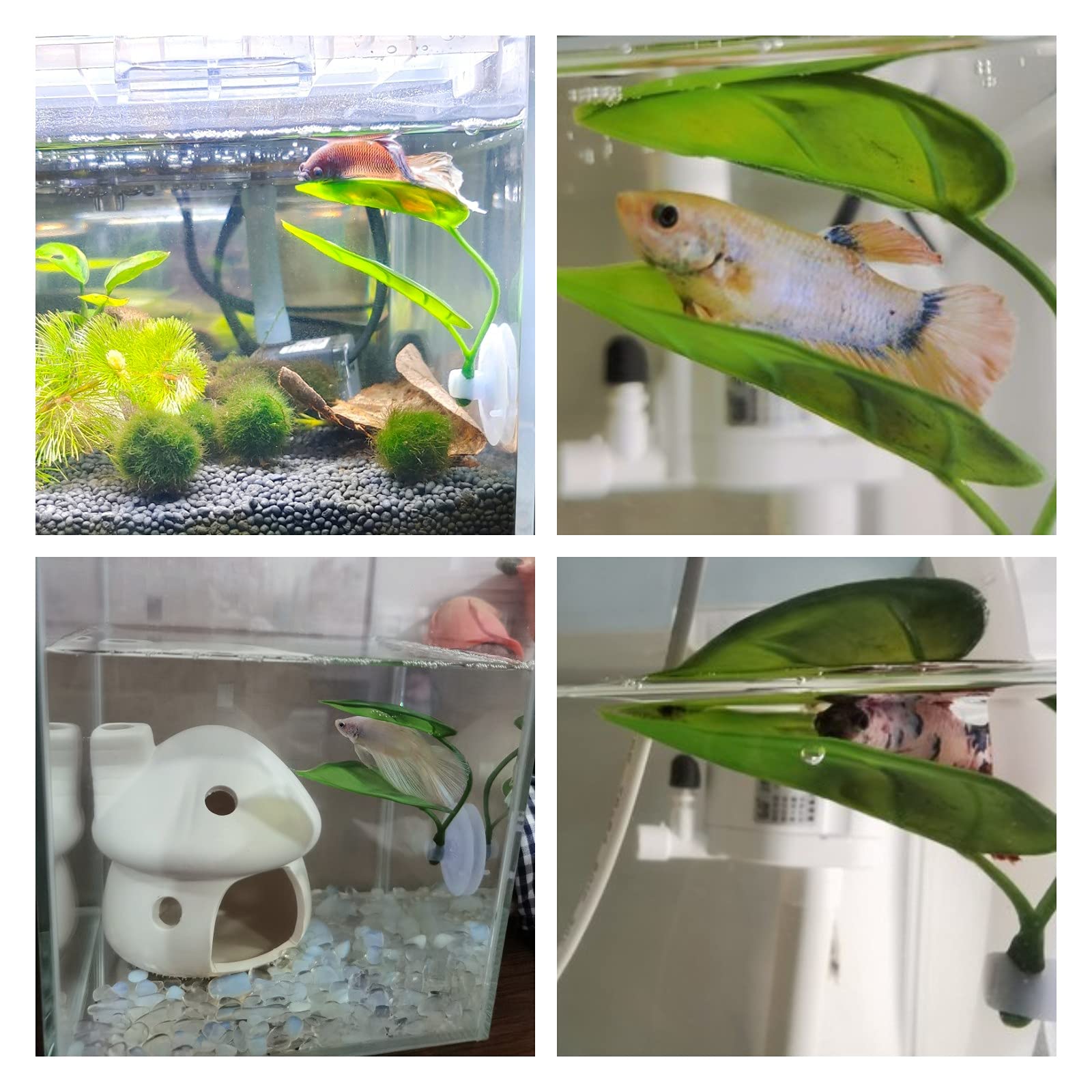 Evcil Hayvanlar İçin Akvaryum  - Planted Aquarium For Betta incelemesi ve fiyatı