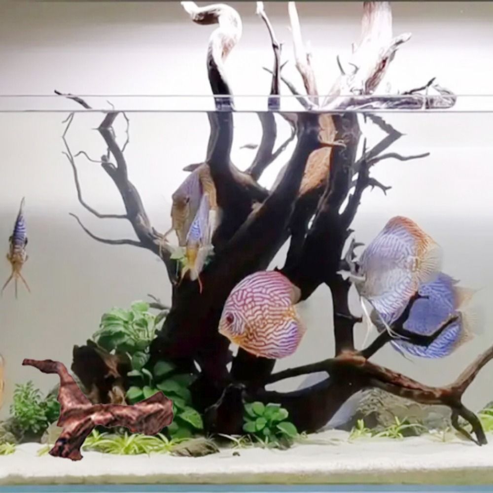 Yaratıcı Düzensiz Şekilli Merc - Aquarium Plant Design incelemesi ve fiyatı