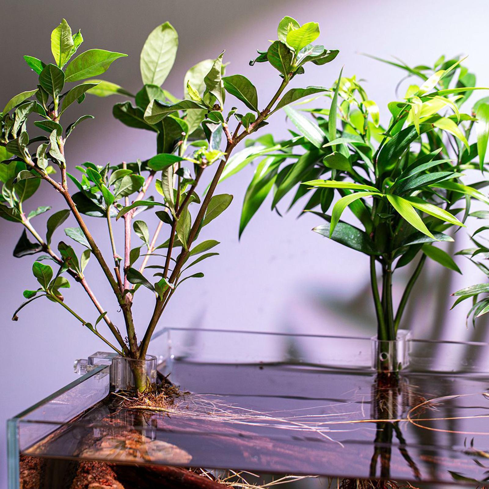 6 adet Akvaryum Bitki Tutucula - Aquarium Plant Holder incelemesi ve fiyatı