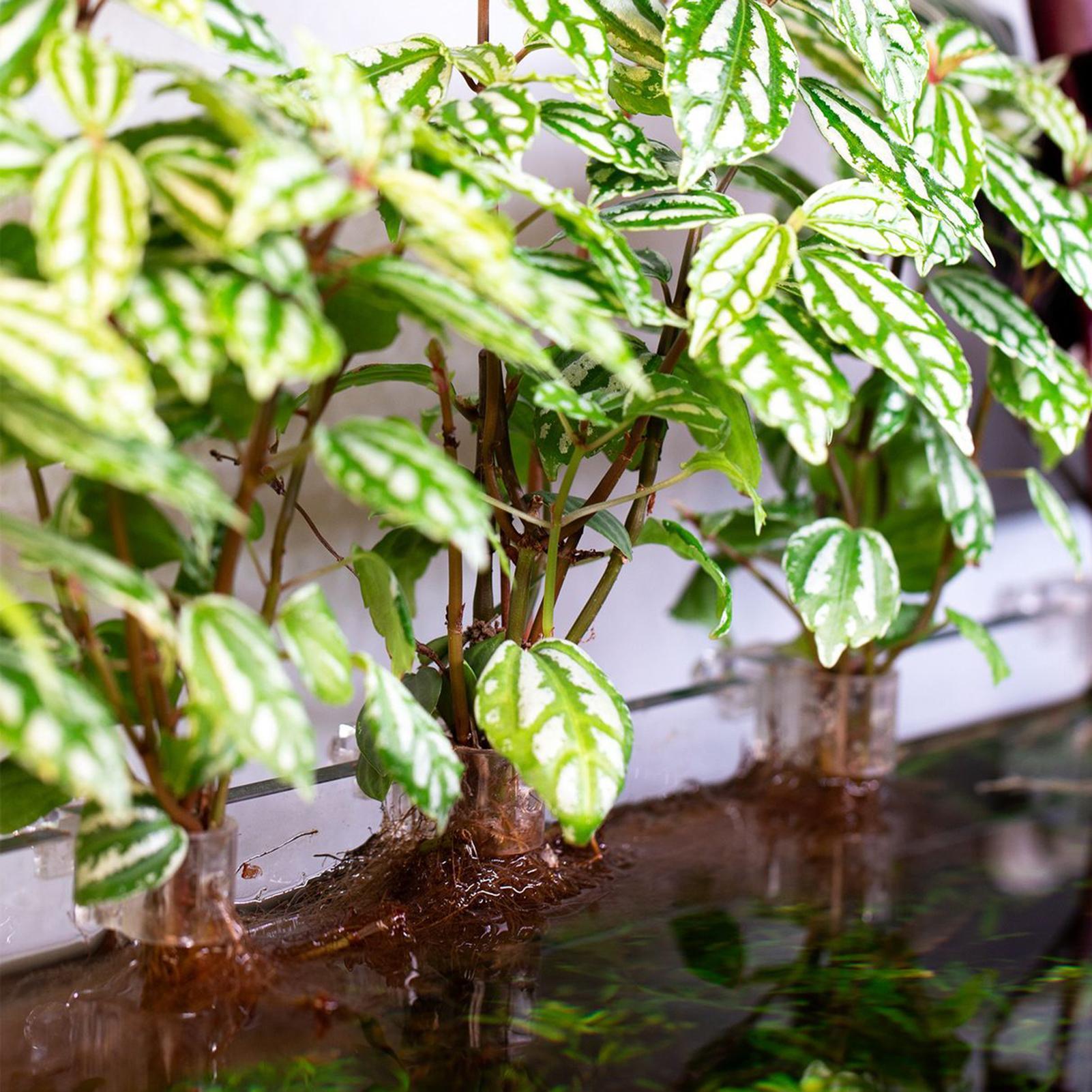 6 adet Akvaryum Bitki Tutucula - Aquarium Plant Holder incelemesi ve fiyatı