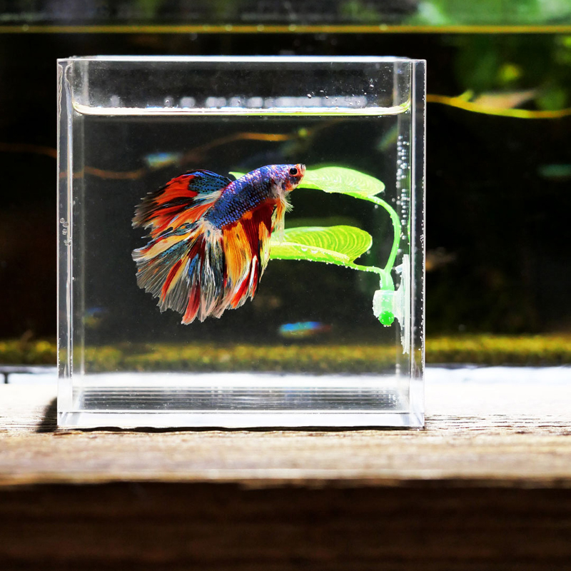 Betta Balığı Dinlenme Yeri Akv - Planted Aquarium For Betta incelemesi ve fiyatı