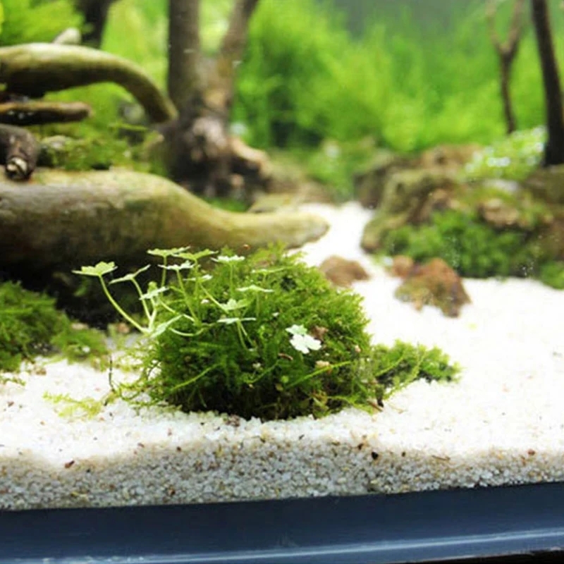 2 adet Akvaryum Yosun Topu Tut - Planted Aquarium Models incelemesi ve fiyatı