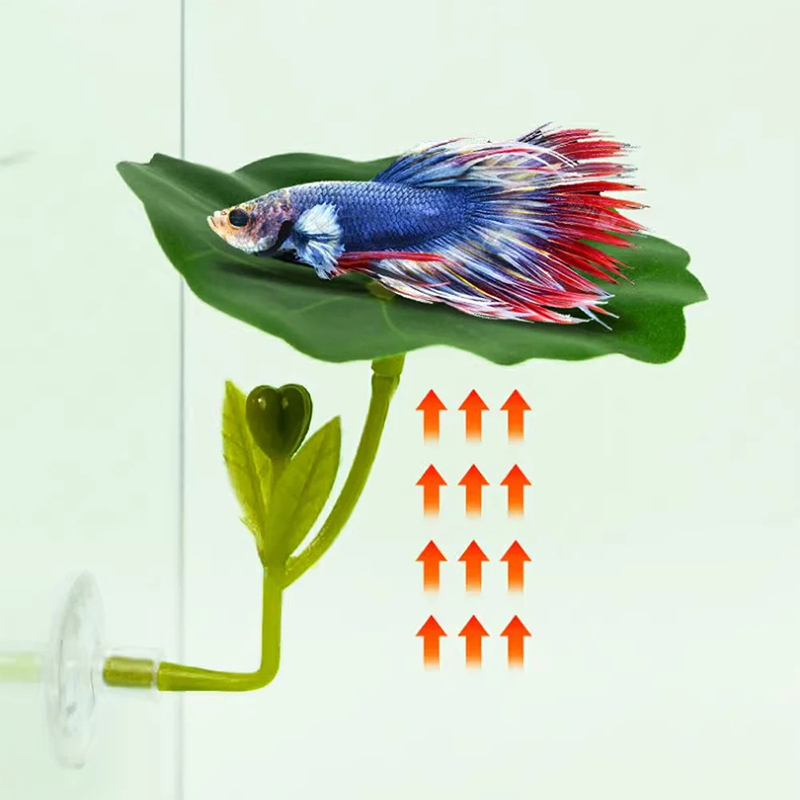 1 adet Betta balık için stres  - Planted Aquarium For Betta incelemesi ve fiyatı